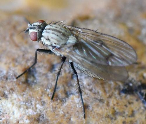 Anthomyia sp.